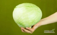 Firma FruttiCo nawiąże współpracę z dostawcami/producentami kapusty białej. 

