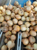 Sprzedam cebulę żółtą worek 10 15 kg bigbag luz kaliber 5-7 5-8 Ilości tirowe i paletowe 