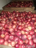 Sprzedam 40 skrzyń glostera rwany od 6+