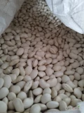 Sprzedam fasolę Jaś Karłowy tirowe ilości. Mozliwość zapakowania w worek 10kg 25kg 1000kg bigbag. Zapraszamy do stałej...