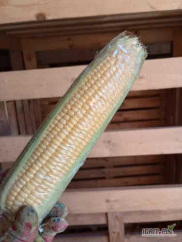 /images/posts/2024/07/1884283/yyHS5FX9mw843sRI00E2zx7c9E7wVueDndVnNmPf.jpeg