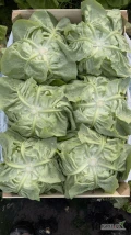 Sprzedam belgjiski salata maslowy. Z transportem mozliwy. 

