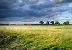 ARiMR: wkrótce wsparcie na inwestycje leśne lub zadrzewieniowe