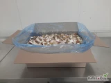 Borowik mrożony kostka 2.5 x 2.5 
