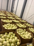 Kapusta biała marketowa 1-3.5 kg lub 2-5 kg.
