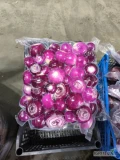 Witam , nasza firma jest producentem obranych warzyw. Cebula czerwona obrana , kaliber 5 plus.
