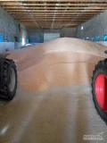 Sprzedam kukurydzę suchą krajową po 25 ton , gotówka lub przedpłata załadunek auta 10 minut waga na miejscu cena netto 