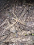Sprzedam pietruszkę z chłodni kal handlowy brudną lub mytą opakowanie I cena do uzgodnienia. 