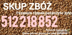Kupię pszenice paszową i konsupcyjną duże ilości jesteśmy na rynku od 1999 Również poszukujemy pośredników kupimy Również z...