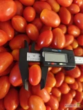 Sprzedam pomidor cherry daktyl luz 4 kg import.ilosc tir świeża dostawa 