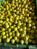 Sprzedam 330 sk goldena 