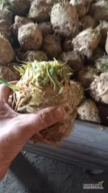Sprzedam seler na brudaska wstepnie przygotowany do mycia lub na paczki