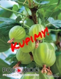 Kupimy AGREST
