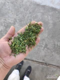 Seler ziele Seler suszony Pakowany worek foliowy 17kg