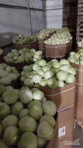 Sprzedam kapustę białą kaliber 1-4kg towar z chłodni opakowanie karton box ilości tirowe  oraz kapusta czerwona ładna z nalotem...