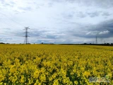 Skup rzepaku ze zbiorów 2025, towar kupujemy w cenie dnia lub możliwośc umów kontraktacyjnych

