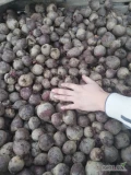 Sprzedam ziemniaki odpadowe drobne i grubsze 
