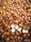 Cebula45+ sprzedam kilka ton tel. 601564836