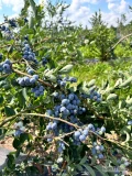 Sprzedam borówkę amerykańską, Bluegold, odmiana twarda eksportowa. Codziennie zbiór, ok 1 tony. Z certyfikatem  I . Badania na...