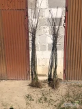 Sprzedam drzewka Idaredest na M9