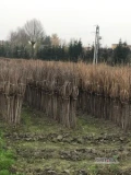 Porzeczka i agrest pienne, dwuletnie 5+, rózne odmiany