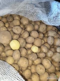 Sprzedam tirowe ilości ziemniaków Belana 45+ w big bagu.