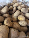 Sprzedam ziemniaki jadalne odmiana Ignacy. Kaliber 5+, opakowanie bigbag, ilości TIR.