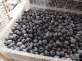 Sprzedam borówkę amerykańska, odmiana Ventura, kraj pochodzenia : Maroko, Luz, plastik 3 kg,
