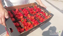 nawiążę stałą współpracę od (maja do pażdziernika) z producentami truskawki tunelowej, opakowania do ustalenia , głównie 500 g...