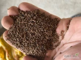 Facelia w ilosci 16 ton  zbierana dwu fazaowo, pokosówka, kombajn, wschody powyzej 90, czystosc 99%
