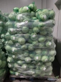 Firma kupuje kapusta biala, kaliber od 1.5 do 3.5 kg.
