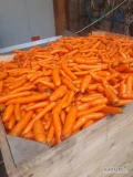 Sprzedam marchew odpadowa myta. Cena za skrzyniopalete ok. 480 kg -  50 zł. Lokalizacja Młodzieszyn k. Sochaczewa. tel. 694676846