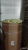 Sprzedam kapustę białą kaliber 1-4kg towar z chłodni opakowanie karton box ilości tirowe oraz kapusta czerwona kaliber 1-3kg 