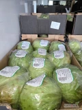 Sprzedam kapustę lodową drugiej klasy 10 palet 150 za paletę.