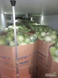 Kupujemy kapustę białą w kartonboxach. Kaliber 1-4 oraz grubszą pod kątem przemysłu.
