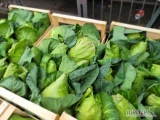 Kapusta 9 kg spiczasta 8/11 szt. Portugalia - świeża dostawa Warszawa
