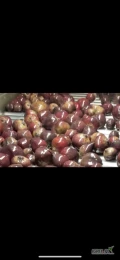 Witam, na sprzedaż burak czerwony. Jakość handlowa możliwość pakowania w worki big-bag lub worki po 10kg. Ilości tirowe 