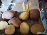 Sprzedam tirowe ilości ziemniaków Gwiazda 50+ w big bagu.