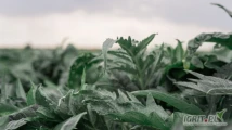 Sprzedam Karczoch - zbiór bezpośredni na suszarnię podłogową, brak pestycydów, wysoka jakość. 
