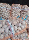 Ziemniaki jadalnej odmiany Gala, sortowane w rozmiarze 3-5 cm, towar zdrowy. Ziemniaki pakowane w worki 15 kg, cena za 1 zł za kilogram....