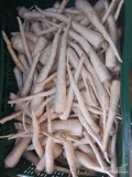 Kupię pietruszkę mytą lub brudną nadającą się do mycia, w kalibrze handlowym. Duże lub mniejsze ilości. Opakowanie skrzynka 10kg...