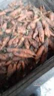 Sprzedam marchew odpadową nie myta workowana worki 20kg cena 10zl worek odbiór osobisty lub możliwość transportu 