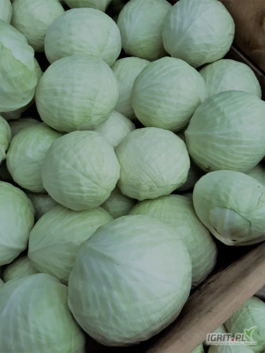 /images/posts/2023/01/1642075/idFwYkAMGJcipEEj7C3SMCgfsUfcBHrI3BvbpBPN.jpeg