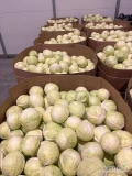 Kapusta Biala Marketowa
