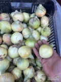 Sprzedam cebulę ozimą odmiana Saratoga , kaliber 5-8 cm , świeża obcięta w łusce nie obierana , ładna okrągła , wąska szyjka ,...