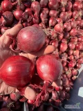 Sprzedam cebulę czerwoną kaliber 6-8 worek 5/10 kg cebula fazorowana 