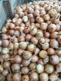 Sprzedam cebulę żółta kaliber 4-5/5-7/7+ worek 10/15 kg bigbag luz cebula fazorowana Ilości tirowe i paletowe 