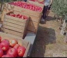 Poszukuję 2/3 osób do pracy przy zbiorach jabłek. Możliwość zakwaterowania lub pracy z własnym dojazdem. Praca od zaraz do końca...