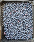 Sprzedam diuk 2 gatunek. Dziś rwana. Około 250 kg. Pakowana po 4 kg lub luz.
