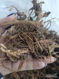 Sprzedam ekologiczny korzeń jeżowki purpurowej. Produkt z certyfikatem ekologicznym.